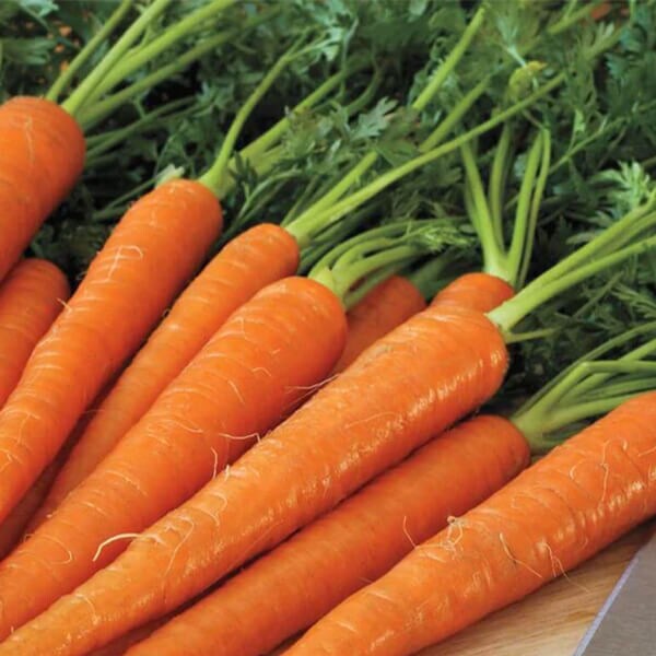 Carrot Seeds - West Coast Seeds